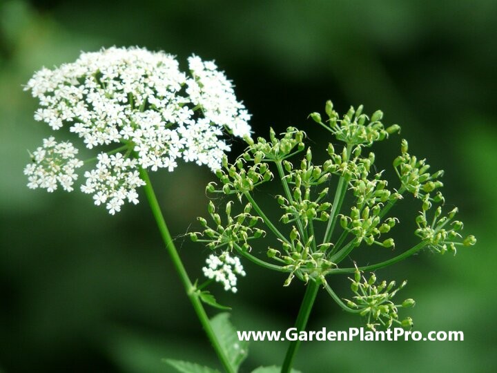 Angelica: The All-Purpose Herb You Can Easily Grow At Home