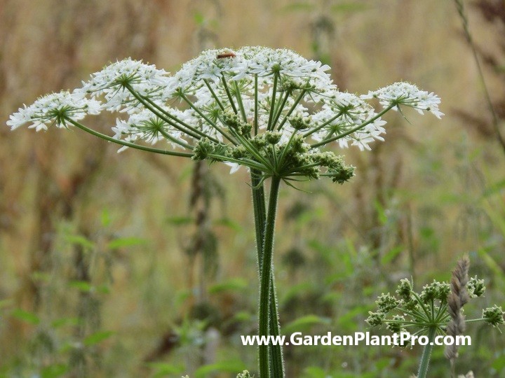 Angelica: The All-Purpose Herb You Can Easily Grow At Home