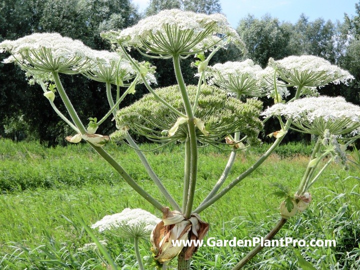 Angelica: The All-Purpose Herb You Can Easily Grow At Home