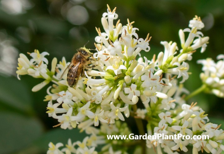 Angelica: The All-Purpose Herb You Can Easily Grow At Home