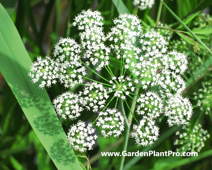 Angelica: The All-Purpose Herb You Can Easily Grow At Home