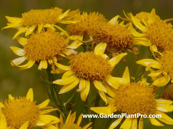 How To Grow & Use Arnica (Medicinal & Edible Herb) In Your Garden