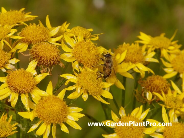 How To Grow & Use Arnica (Medicinal & Edible Herb) In Your Garden