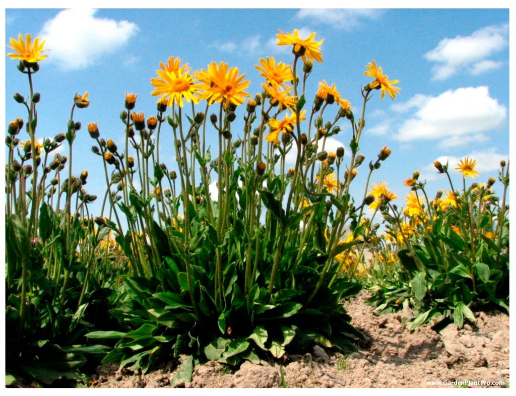 How To Grow & Use Arnica (Medicinal & Edible Herb) In Your Garden