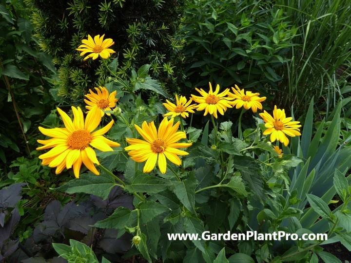 How To Grow & Use Arnica (Medicinal & Edible Herb) In Your Garden