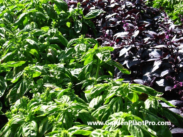 How To Grow Basil In Your Garden - An Herb Garden Essential