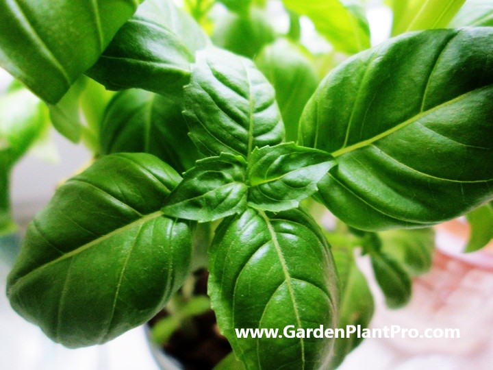 How To Grow Basil In Your Garden - An Herb Garden Essential