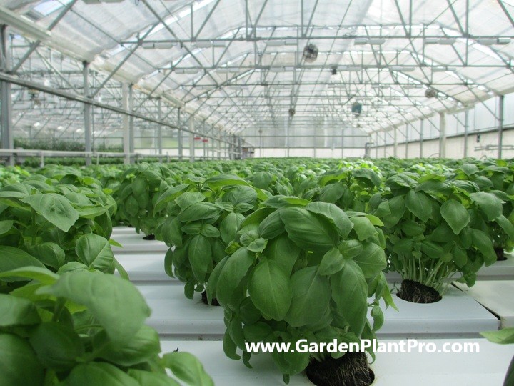 How To Grow Basil In Your Garden - An Herb Garden Essential