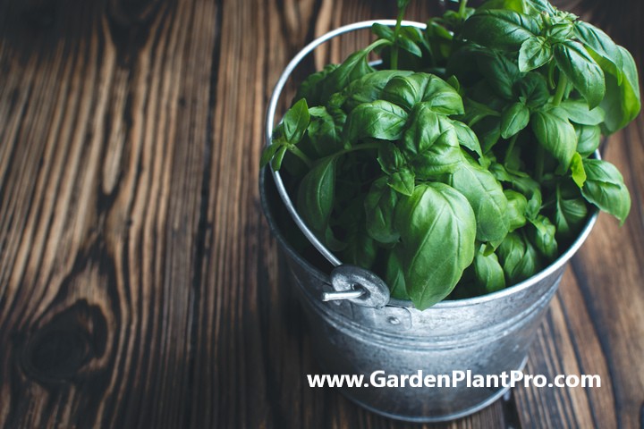 How To Grow Basil In Your Garden - An Herb Garden Essential