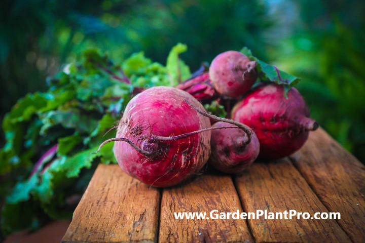 How To Grow Beetroot In Your Vegetable Garden