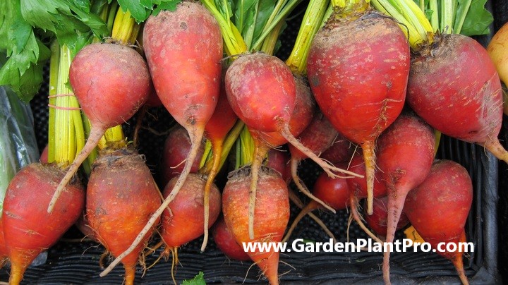 How To Grow Beetroot In Your Vegetable Garden