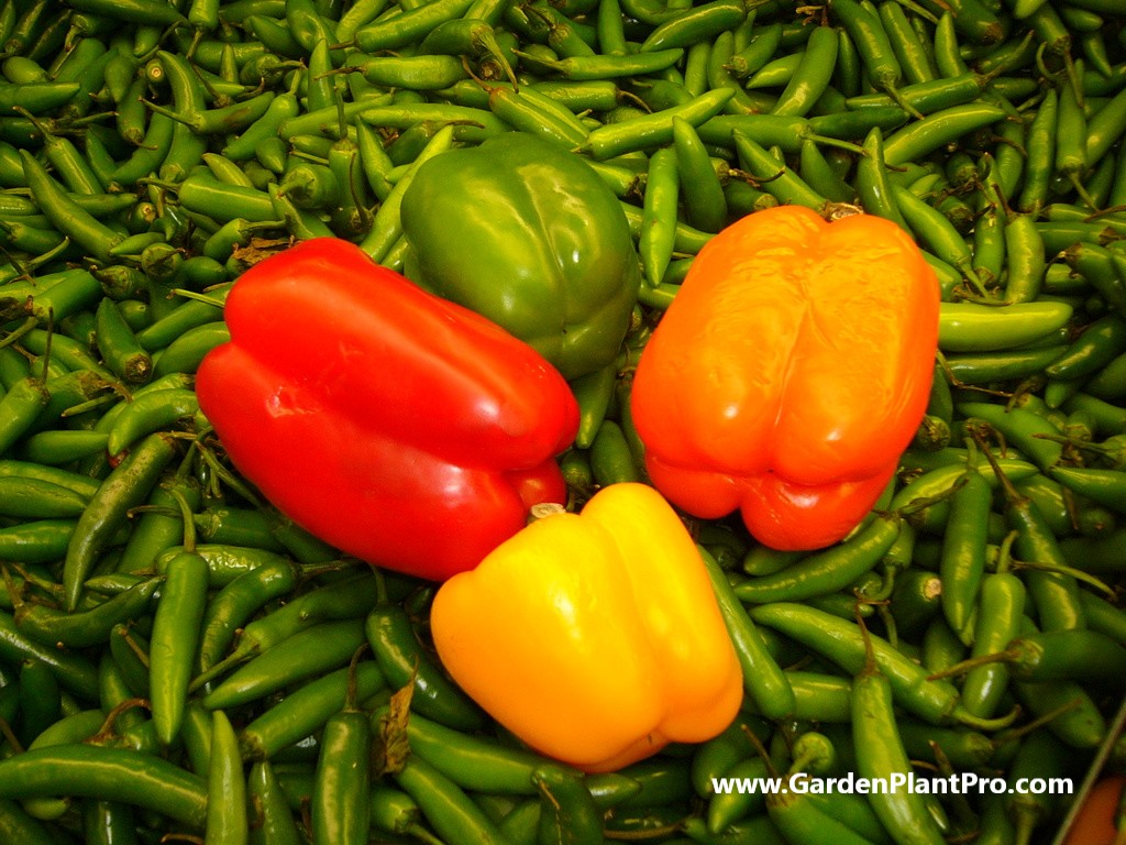 How To Grow Sweet Bell Peppers (Capsicum) At Home