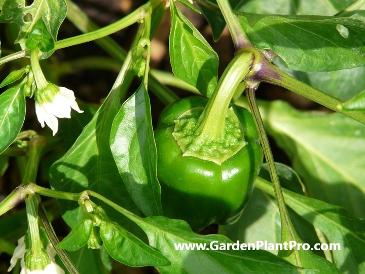 How To Grow Sweet Bell Peppers (Capsicum) At Home