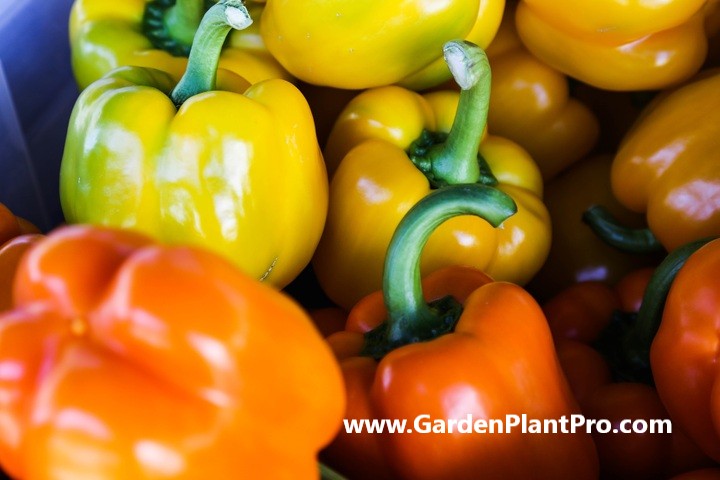How To Grow Sweet Bell Peppers (Capsicum) At Home