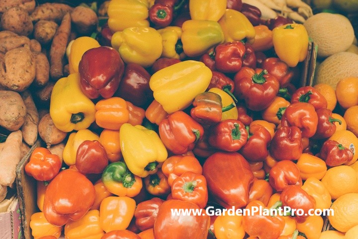 How To Grow Sweet Bell Peppers (Capsicum) At Home
