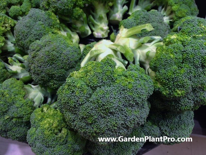 How To Grow Broccoli In Your Vegetable Garden