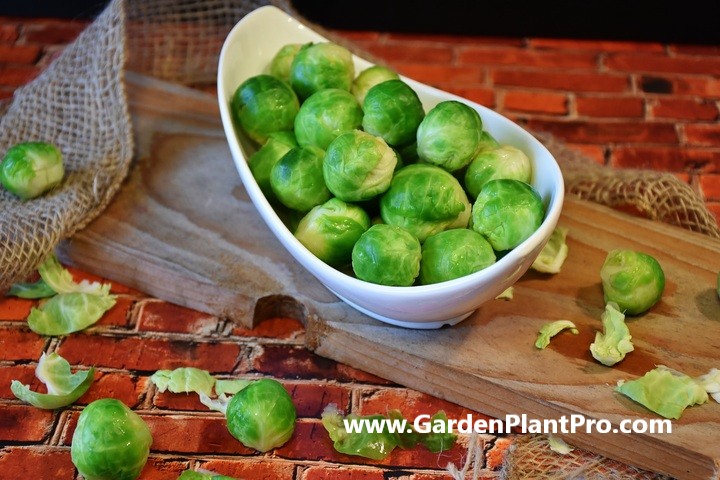 How To Grow Brussels Sprouts In Your Vegetable Garden