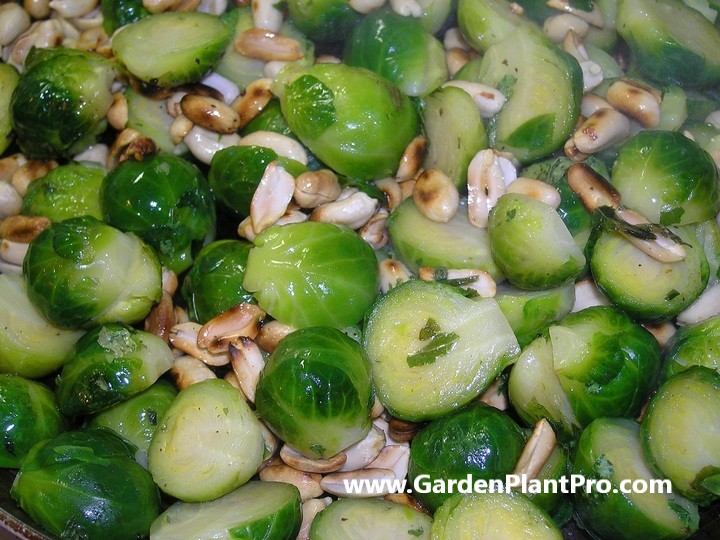 How To Grow Brussels Sprouts In Your Vegetable Garden