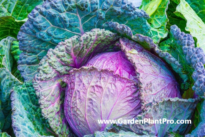How To Grow Cabbages In Your Vegetable Garden