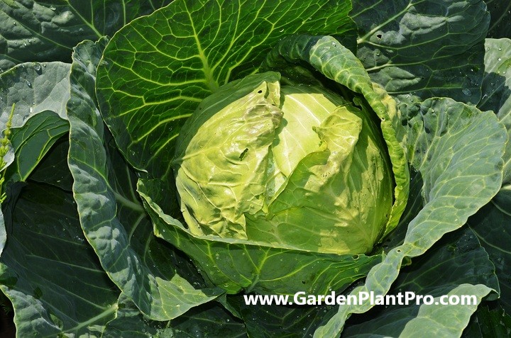 How To Grow Cabbages In Your Vegetable Garden