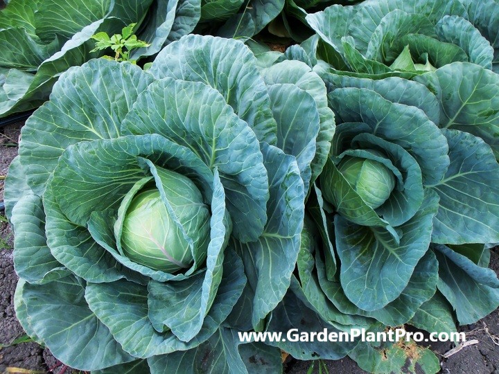 How To Grow Cabbages In Your Vegetable Garden