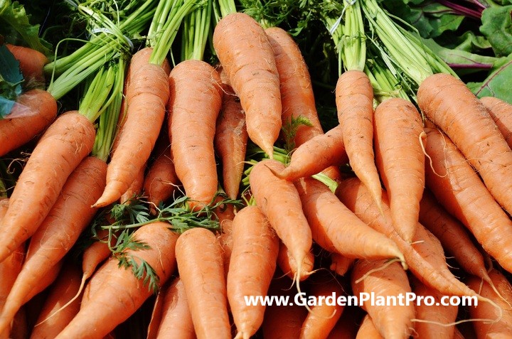 How To Grow Carrots In Your Vegetable Garden