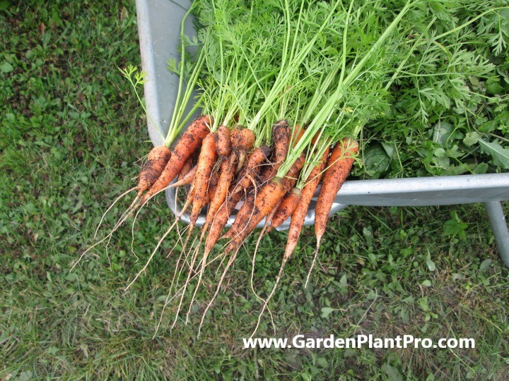 How To Grow Carrots In Your Vegetable Garden