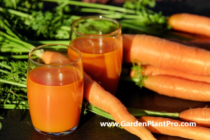How To Grow Carrots In Your Vegetable Garden