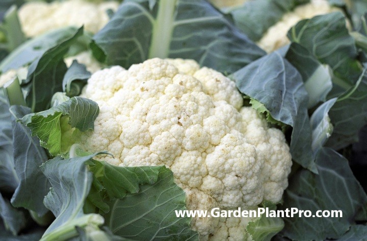 How To Grow Cauliflower At Home