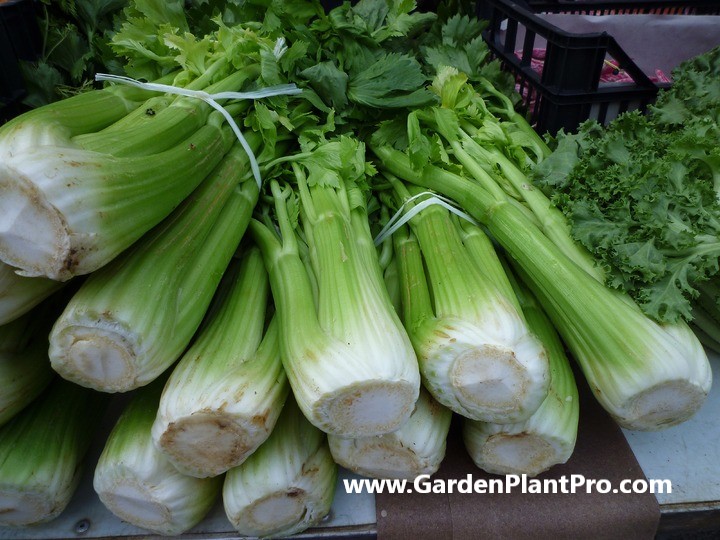 How To Grow Celery At Home