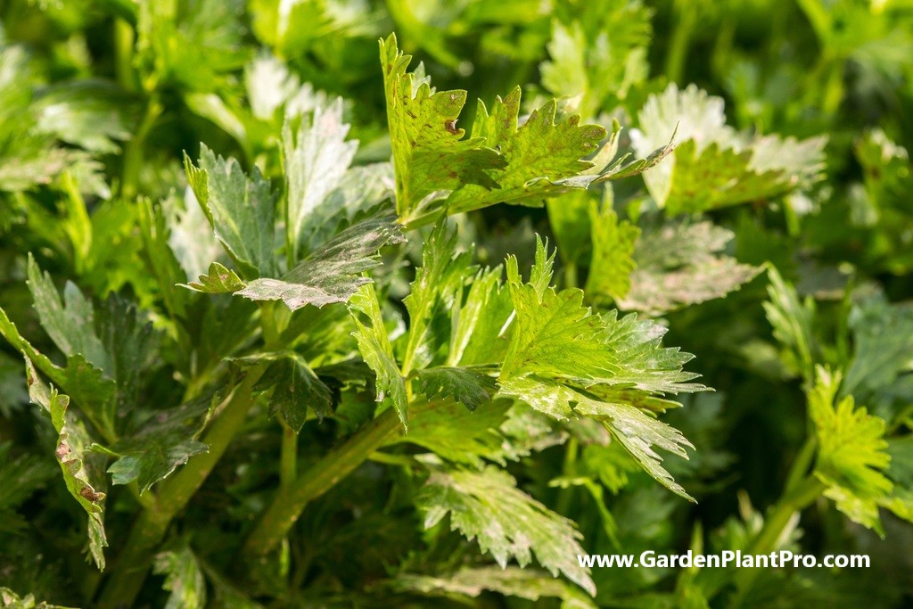 How To Grow Celery At Home