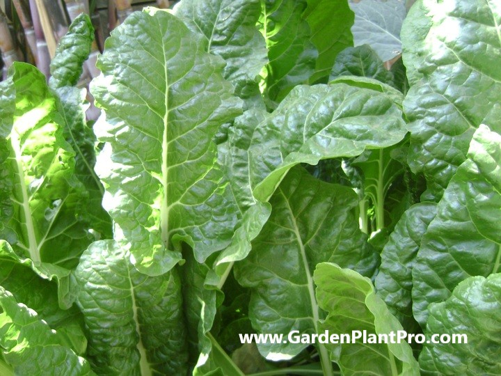 How To Grow Chard (Silverbeet)