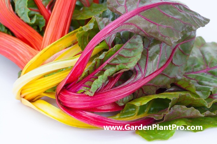 How To Grow Chard (Silverbeet)