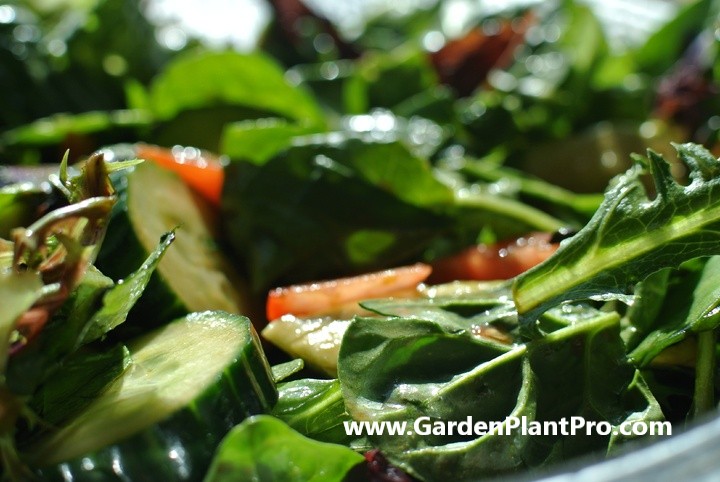 How To Grow Chard (Silverbeet)