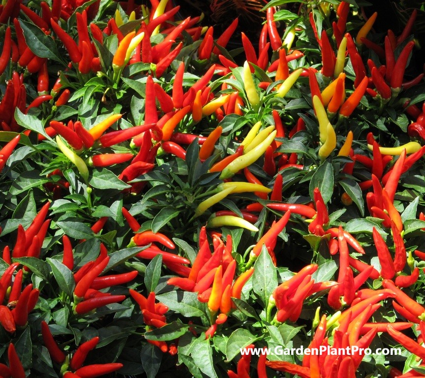 Heat Things Up: Growing Spicy Chilli Peppers in Your Veggie Garden...