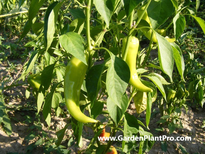 Heat Things Up: Growing Spicy Chilli Peppers in Your Veggie Garden...