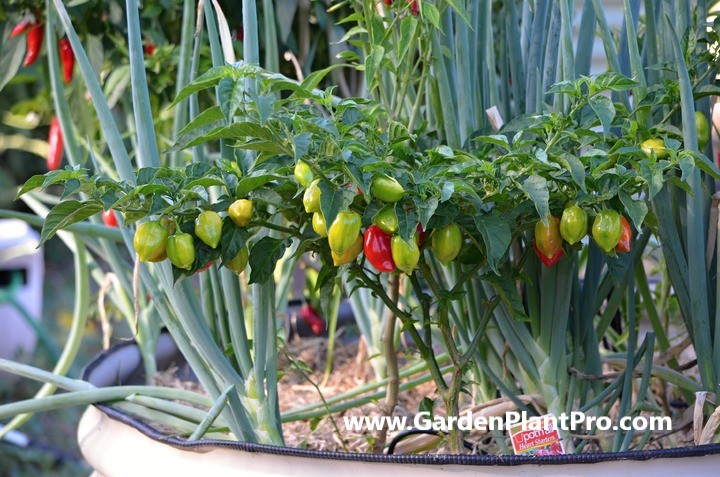 Heat Things Up: Growing Spicy Chilli Peppers in Your Veggie Garden...