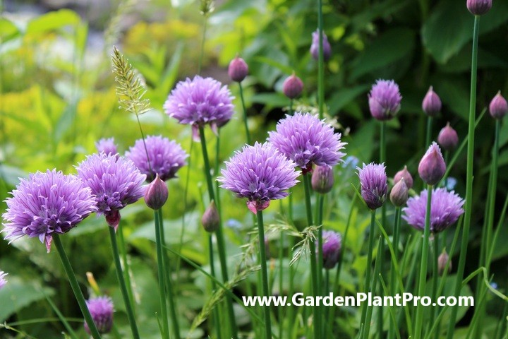 Freshen Up Your Cooking With Homegrown Chives