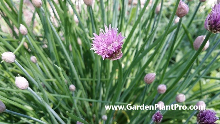 Freshen Up Your Cooking With Homegrown Chives