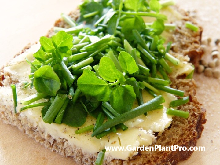Freshen Up Your Cooking With Homegrown Chives