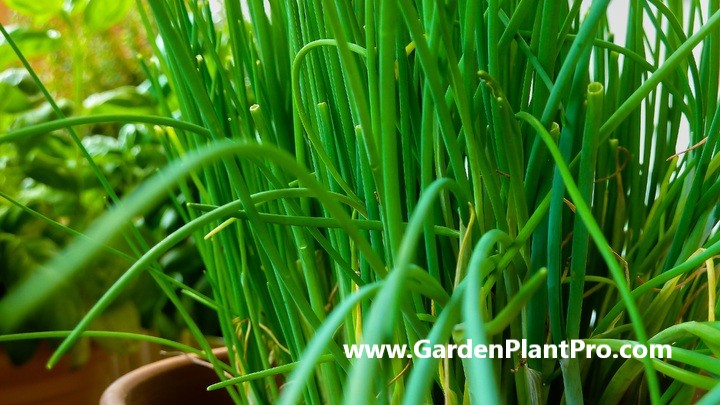 Freshen Up Your Cooking With Homegrown Chives