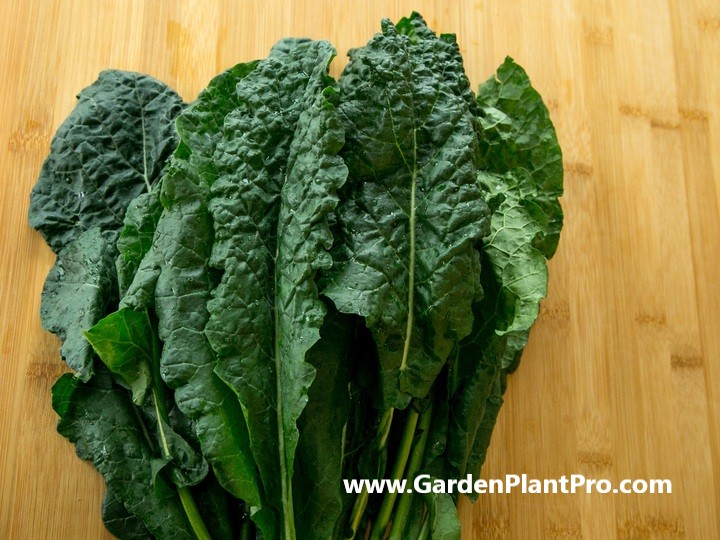 How To Grow Collard Greens