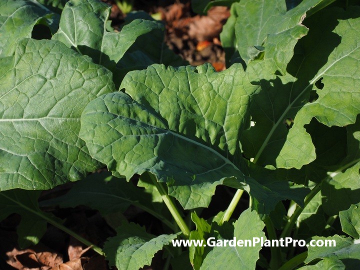 How To Grow & Harvest NutrientPacked Collard Greens