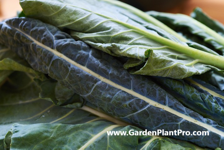 How To Grow Collard Greens