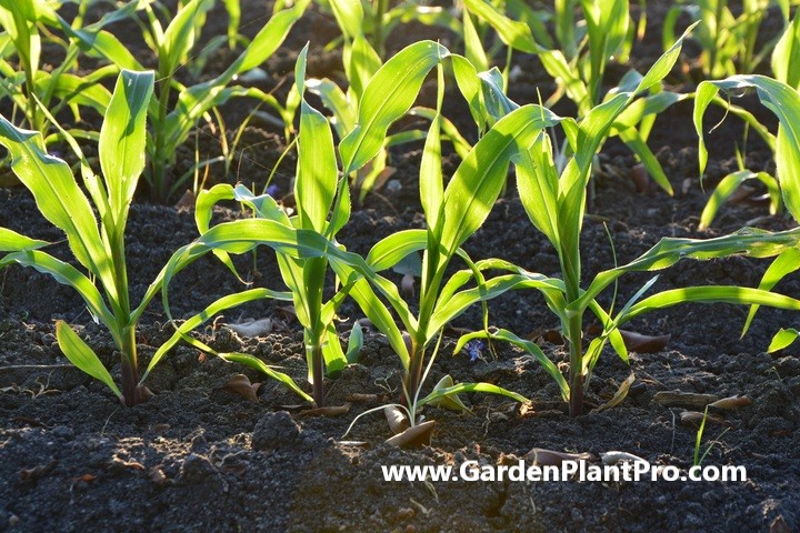 How To Grow Corn In Your Backyard
