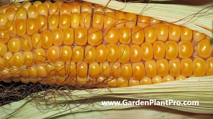 How To Grow Corn In Your Backyard