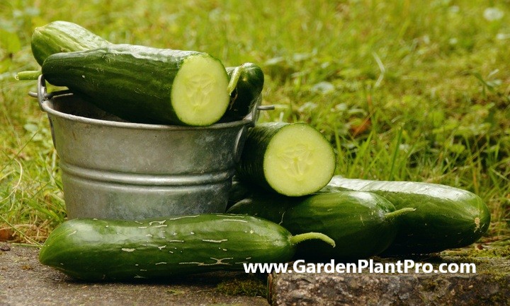 How To Grow Cucumbers In Your Vegetable Garden