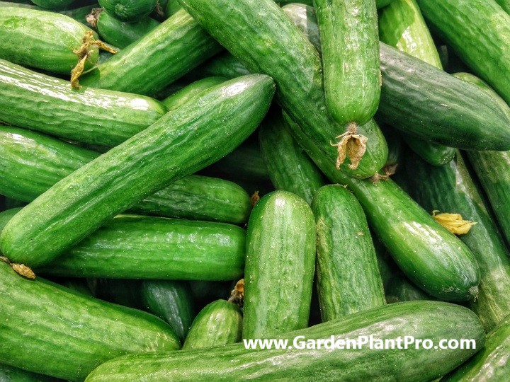 How To Grow Cucumbers In Your Vegetable Garden
