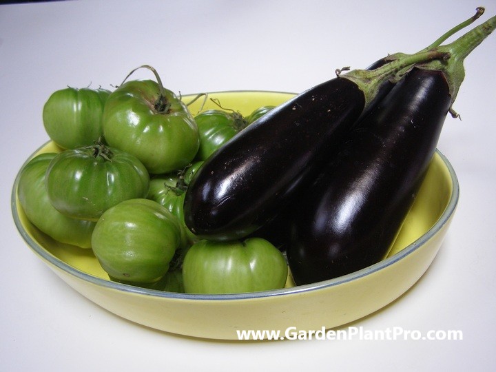 How To Grow Eggplant (Aubergines) In Your Garden