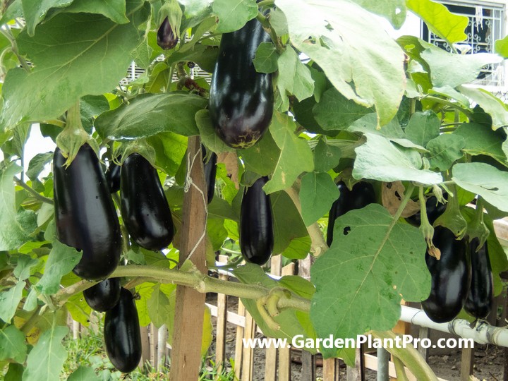 How To Grow Eggplant (Aubergines) In Your Garden